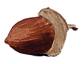 acorn