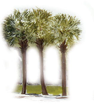 palmettos